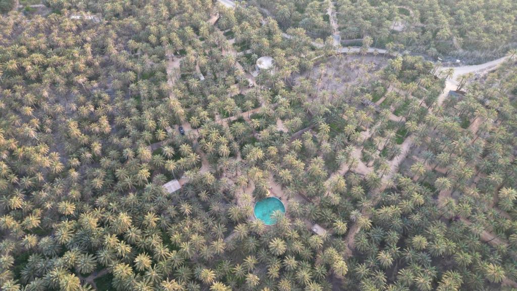 an aerial view of a forest with a blue lake at Coco Oasis Resort Camping Maison d hotes in Tozeur