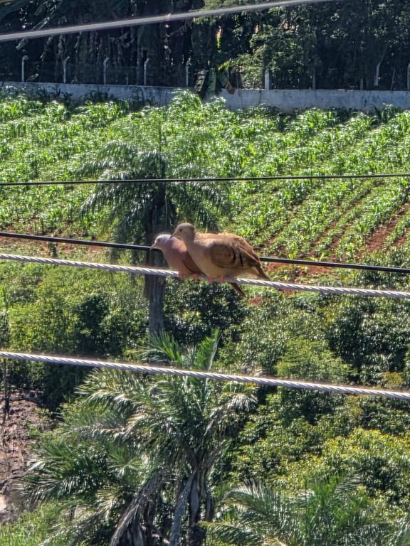 a bird is sitting on a power line at Chácara Duquinha 