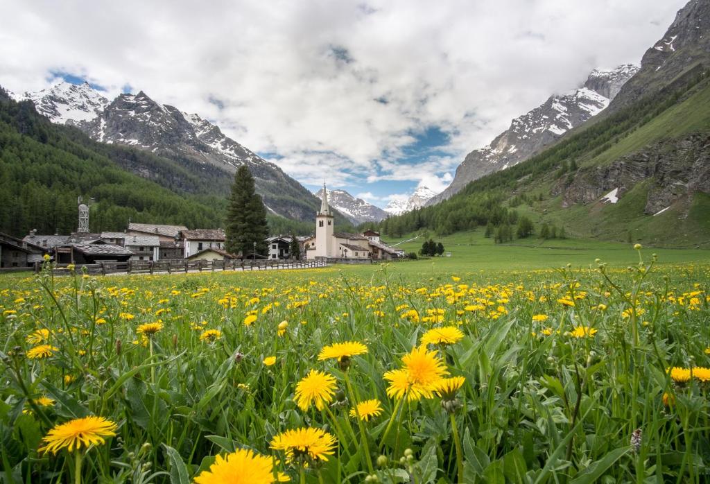 un campo di fiori gialli con una chiesa in montagna di Case Gran Paradiso Rhemes Notre Dame a Rhêmes-Notre-Dame