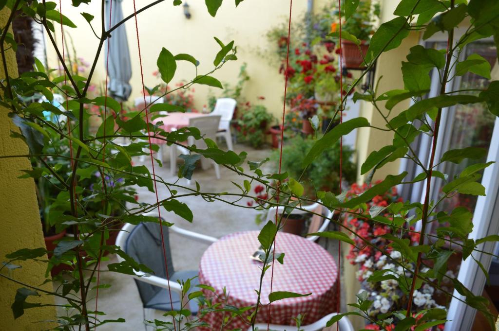 Zahrada ubytování Hostel David