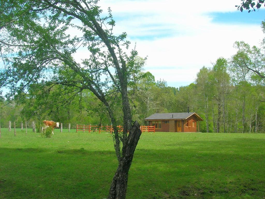 un árbol en un campo con una casa y una vaca en Cabañas Valle del Río, en Curacautín