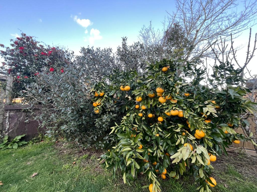 The Sweet Pea- Room 3 - Resim 9