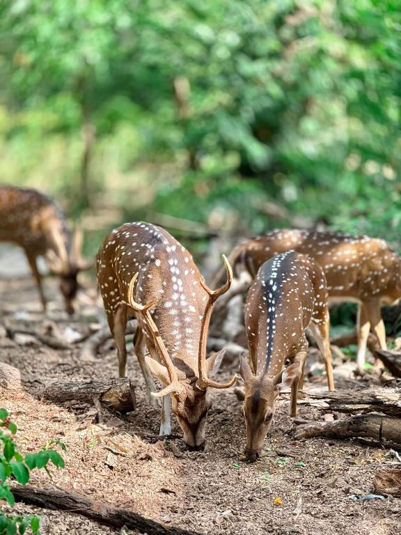 Nehansa Resort and safari - 18