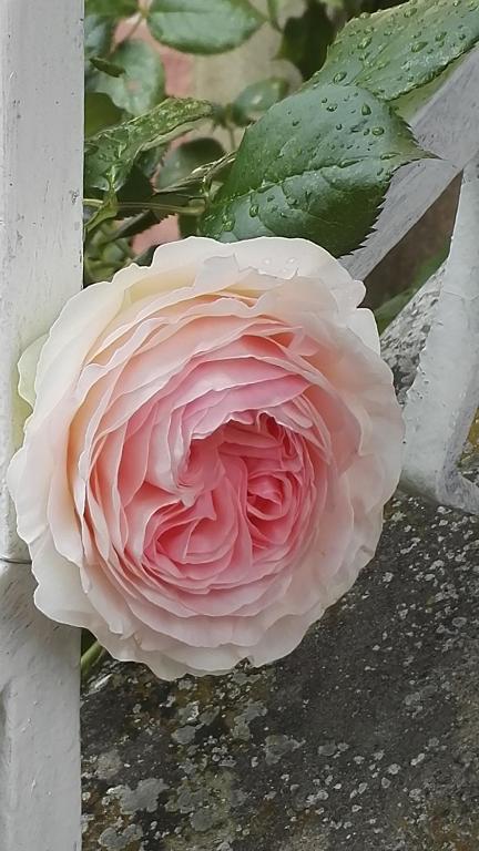 a pink rose with droplets of water on it at Villa Hestia B&B de charme dans une villa historique face aux thermes in Contrexéville