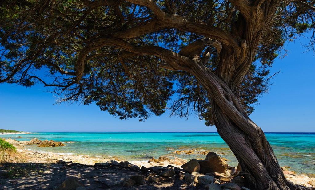 uma árvore numa praia com o oceano em La Ginestra em Orosei