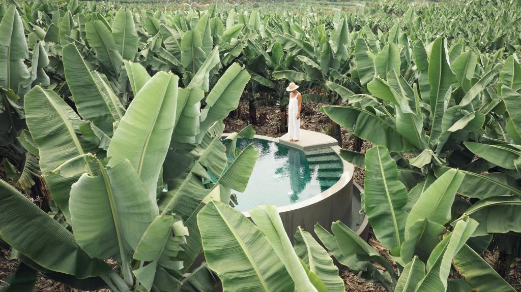 una donna è in piedi in un campo di banane di Hacienda Los Orovales a Puerto de la Cruz