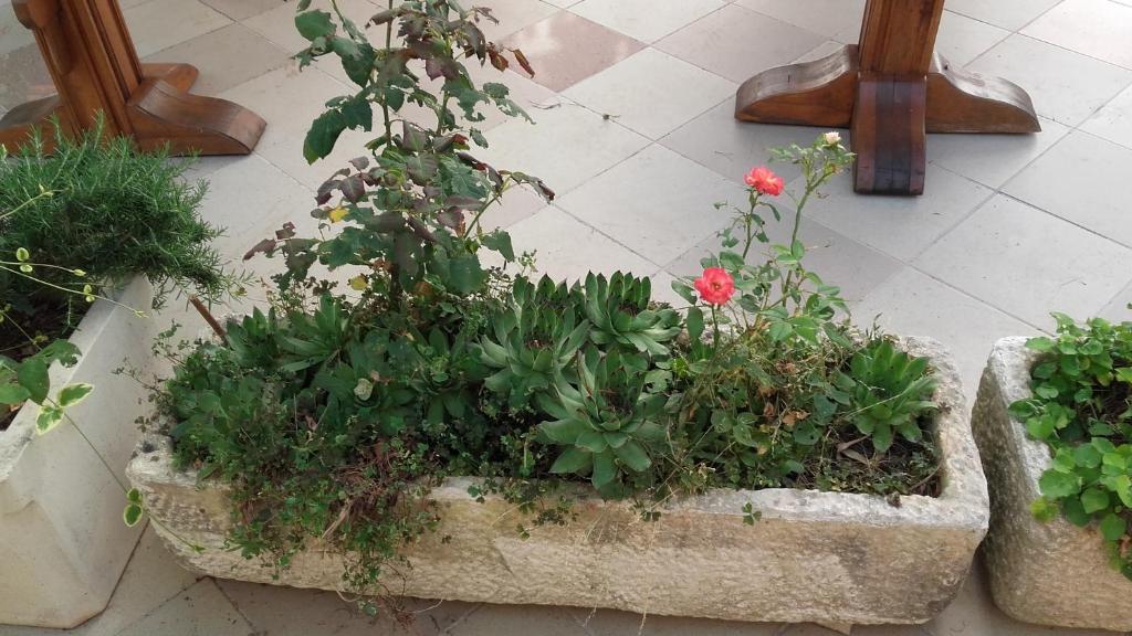 A garden outside Villa Mateja