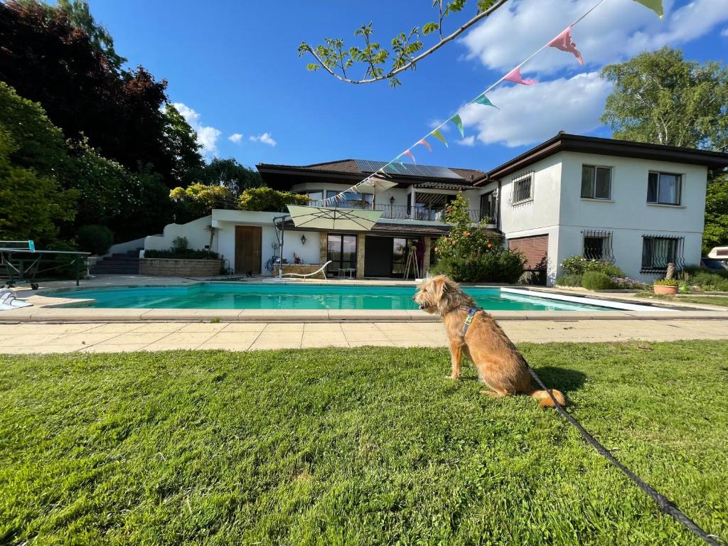 a dog on a leash sitting in the grass near a pool at Alps and Lakeview Villa with Pool in Haut-Vully