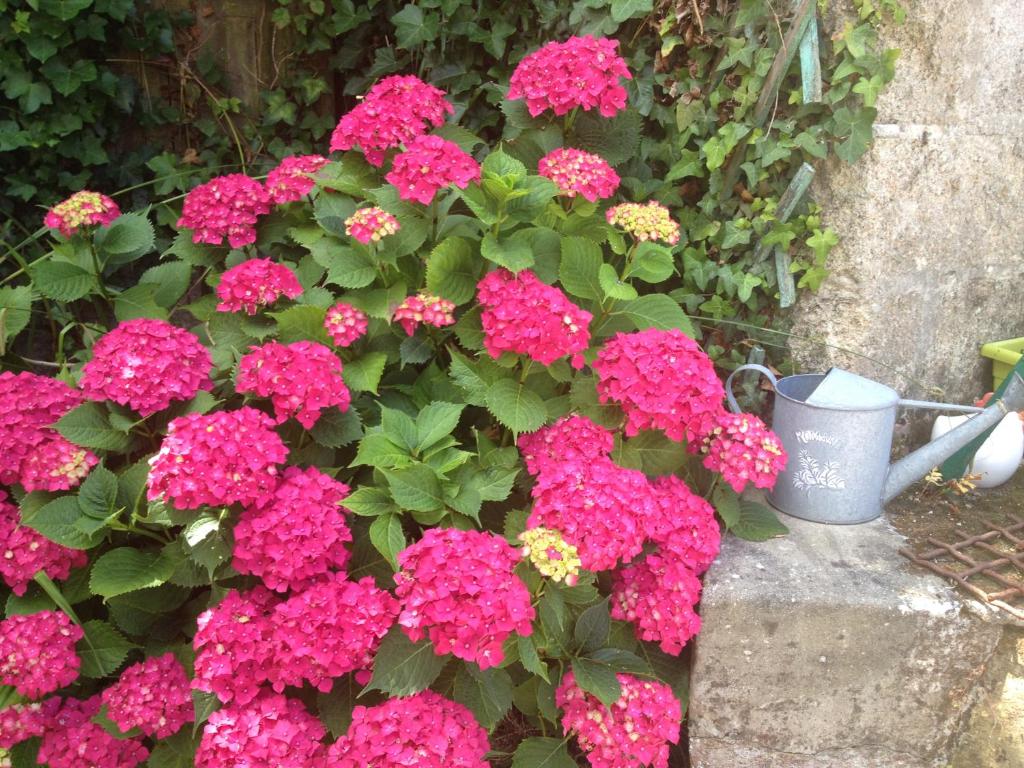 a bush of pink flowers next to a watering can at Maison de famille proche du château et grande terrasse-jardin in Pornic