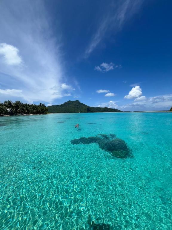 Hei Maurua, Te-Fare-Arii - photo 8 - Maupiti, Polynésie