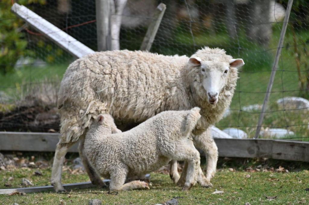 Cabañas Los Canelos Pucon, Hermosa Granja de 20 hectaréas a orillas del Río Liucura