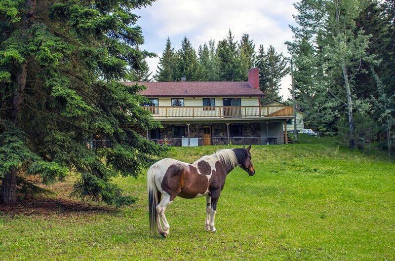 a horse standing in a field in front of a house at The Cozy Cubbyhole B&B in One Hundred Mile House