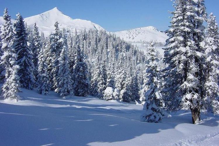 a snow covered forest of trees with a mountain at Villa in Zentrumsnähe, Medebach in Medebach