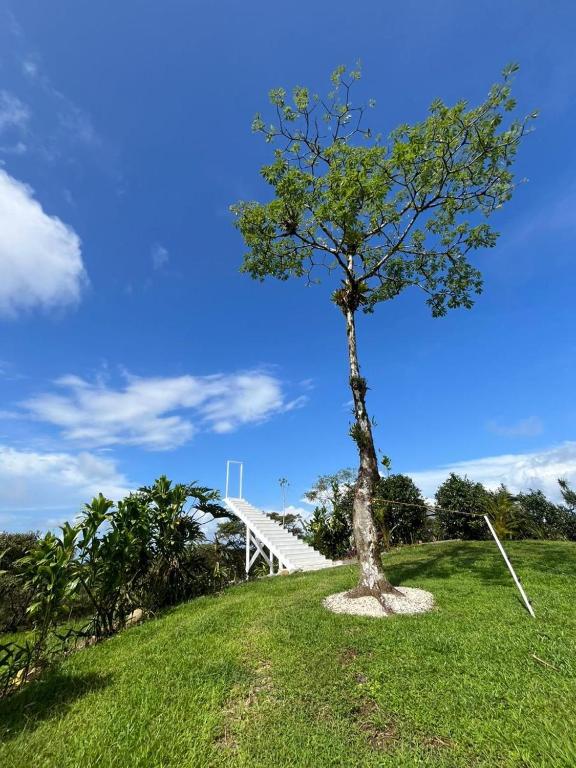 a tree on a grassy hill with a white bridge at Glamping Finca garza del sol in El pilon