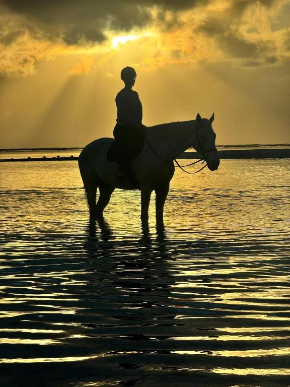 a person riding a horse on the beach at sunset at La Koquillishe in Trou d'Eau Douce