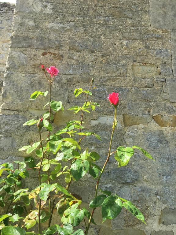 Fotografie z fotogalerie ubytování La Pomme de nuit v destinaci Bayeux
