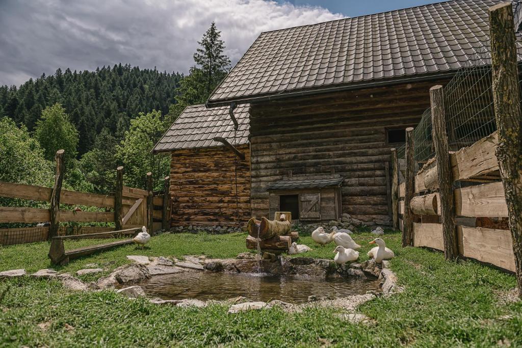 Příroda nedaleko farmy Koliba u Dobrého Pastiera