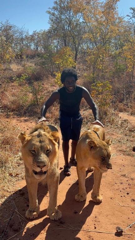 a woman walking down a dirt road with two lions at Mukuni Villas in Livingstone