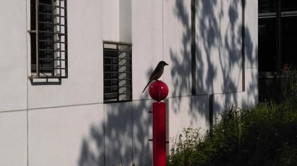 a bird sitting on a red pole in front of a building at Slower Life B&amp;B in Jiaoxi