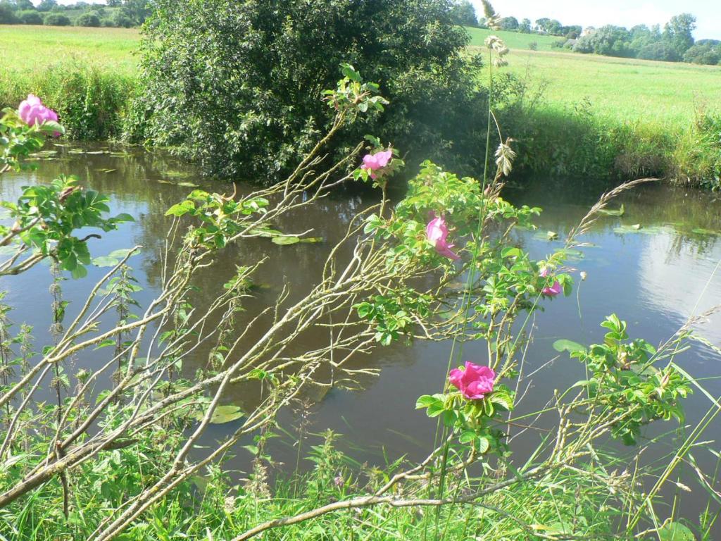 TrévièresにあるGite de l'Aureの手前にピンクの花が咲く川