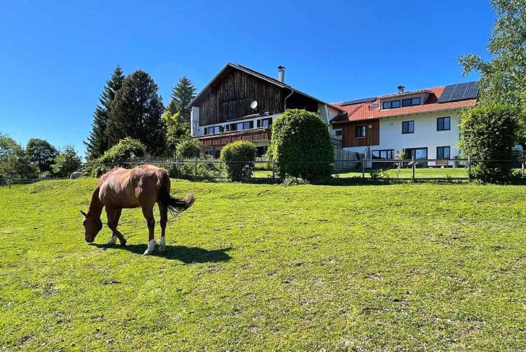 un caballo pastando en un campo frente a una casa en Alpen Panoramahof, en Nesselwang