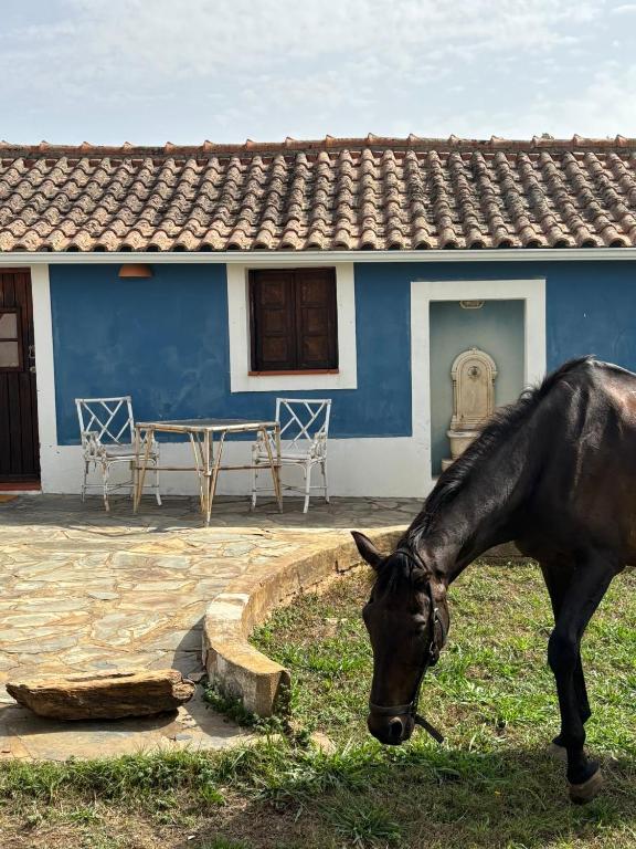 a horse eating grass in front of a house at Suite no campo in Cercal