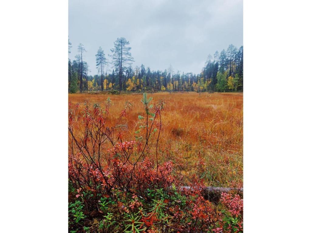 an open field with trees in the background at Holiday Home Sallan lumous a by Interhome in Salla