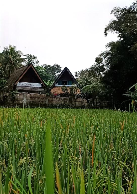 a field of grass with a house in the background at D'Bulan bungalows and kafe in Tetebatu