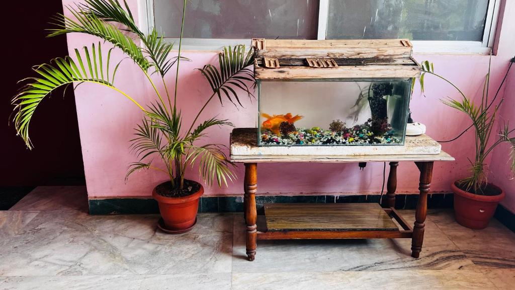 ティルチラーパッリにあるHotel O 81239 Shri Vinayaka Inn Roomsの植物の横のスタンドに置かれた水槽