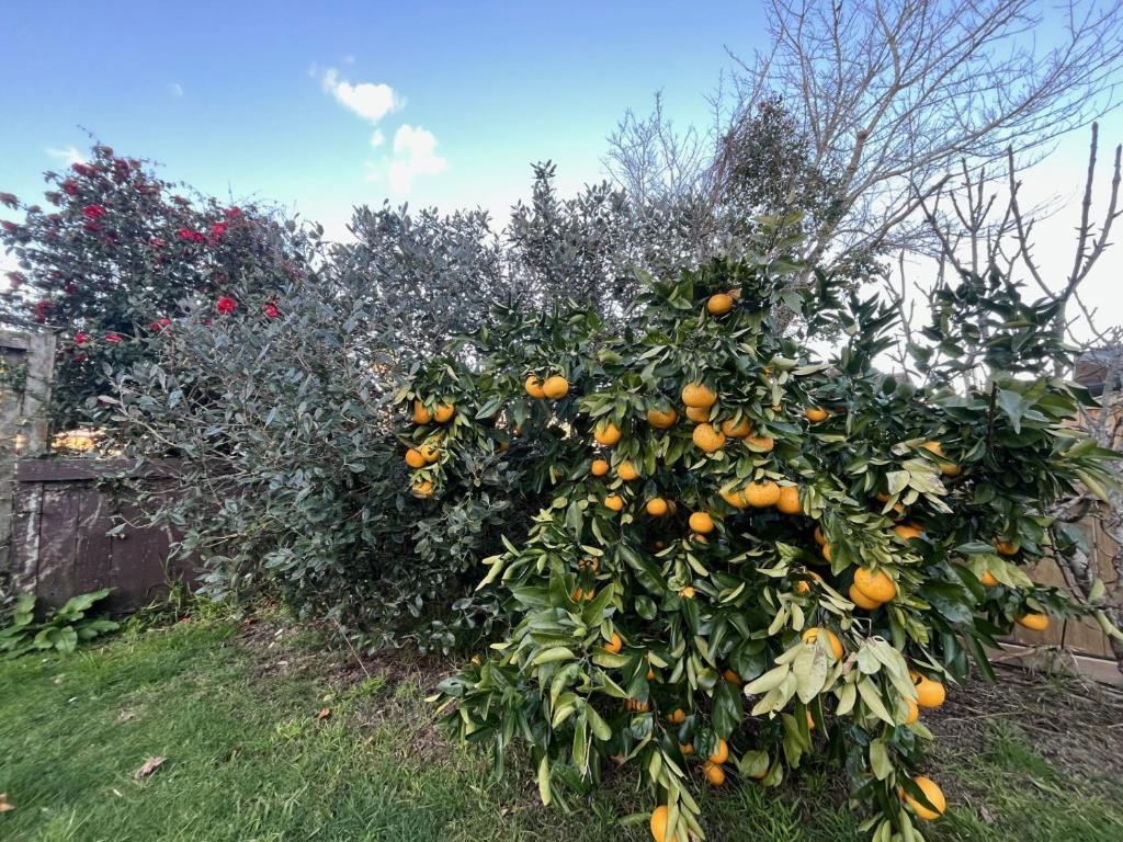 The Sweet Pea- Room 2 - Resim 13