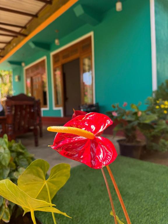 a red flower in front of a house at Nature's Rest in Ella
