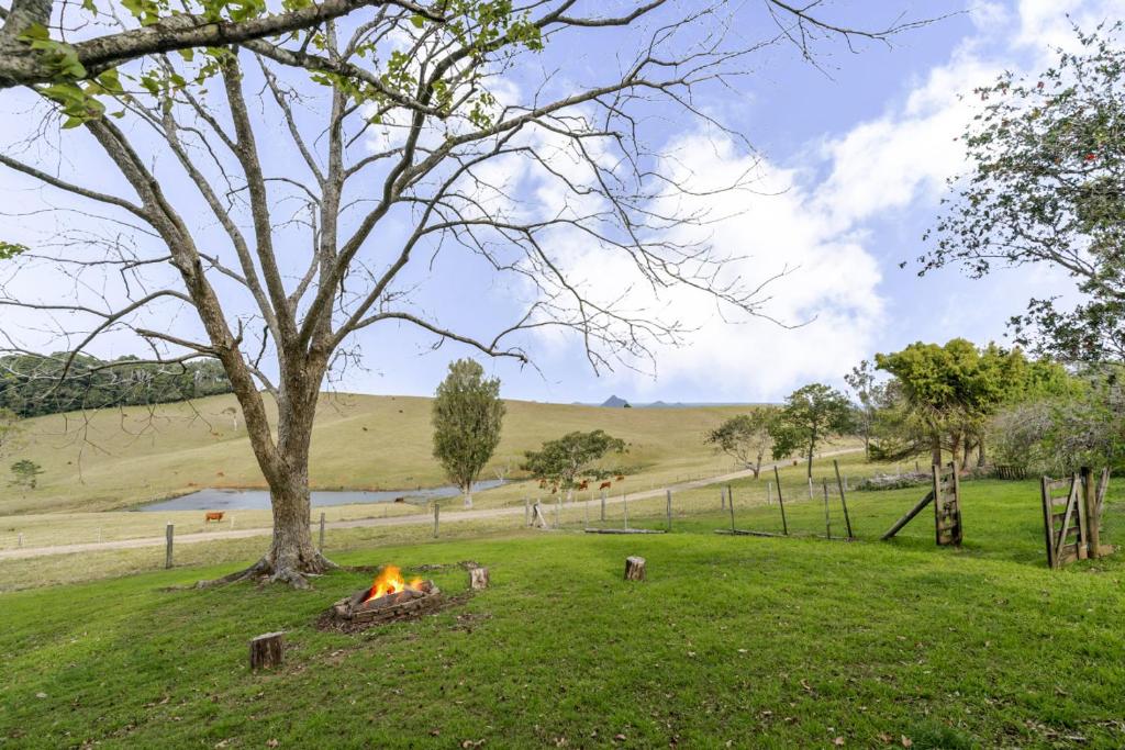 a campfire in a field next to a tree at Anderlaine at Wootha in Booroobin