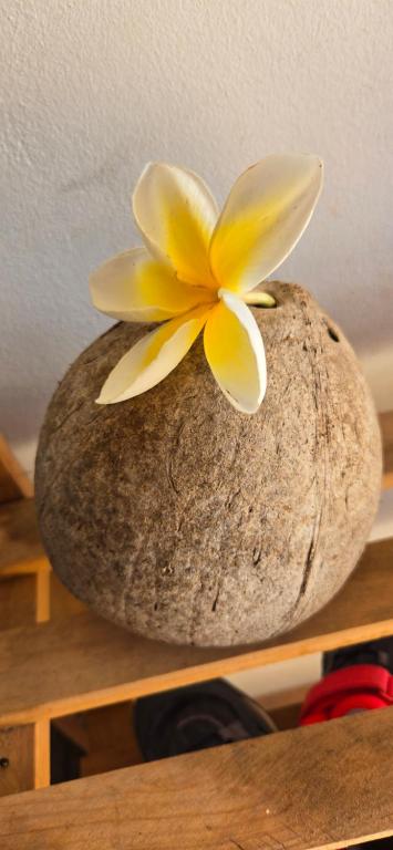Hei Hei - photo 8 - Moorea, Polynésie