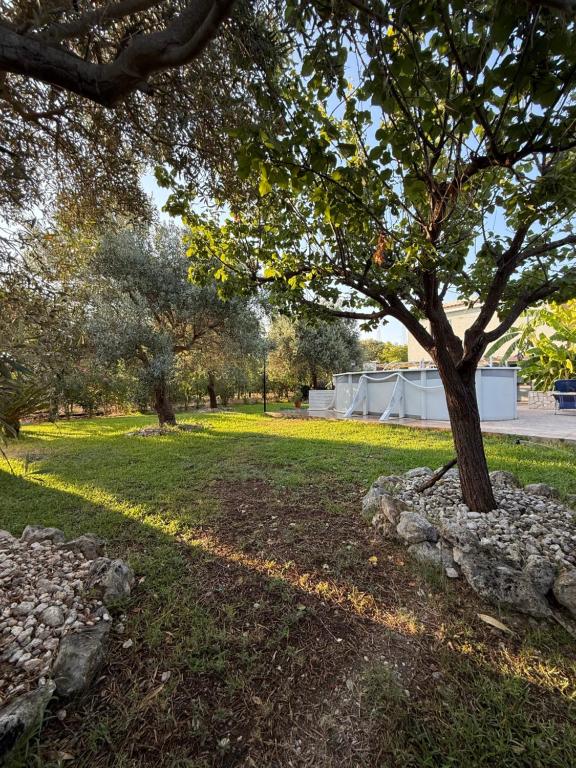 a tree in the middle of a grass field at Casa degli Ulivi in Belvedere