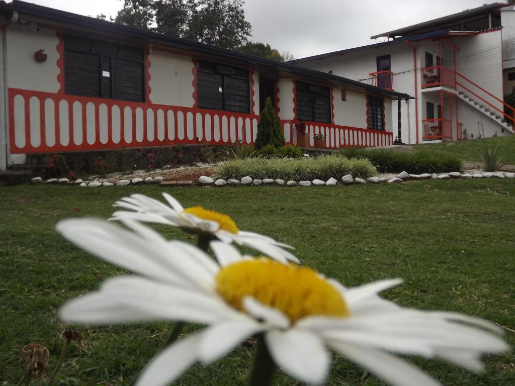 a white and yellow flower in front of a house at El ZORZAL in Salento