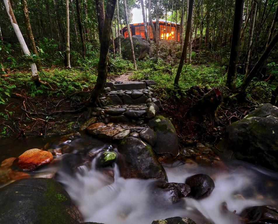 a path in the middle of a stream in a forest at Daintree Cascades in Cape Tribulation