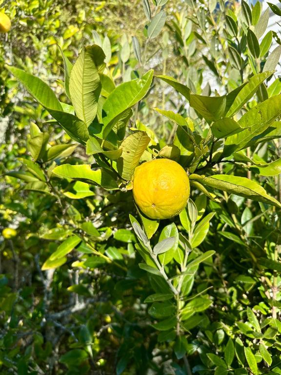 Lemon Tree Apartment Tawa - Resim 20