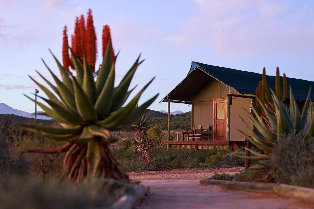 Buffelsdrift Game Lodge