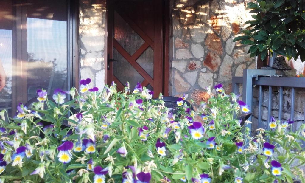 Zahrada ubytování Guesthouse Sea View