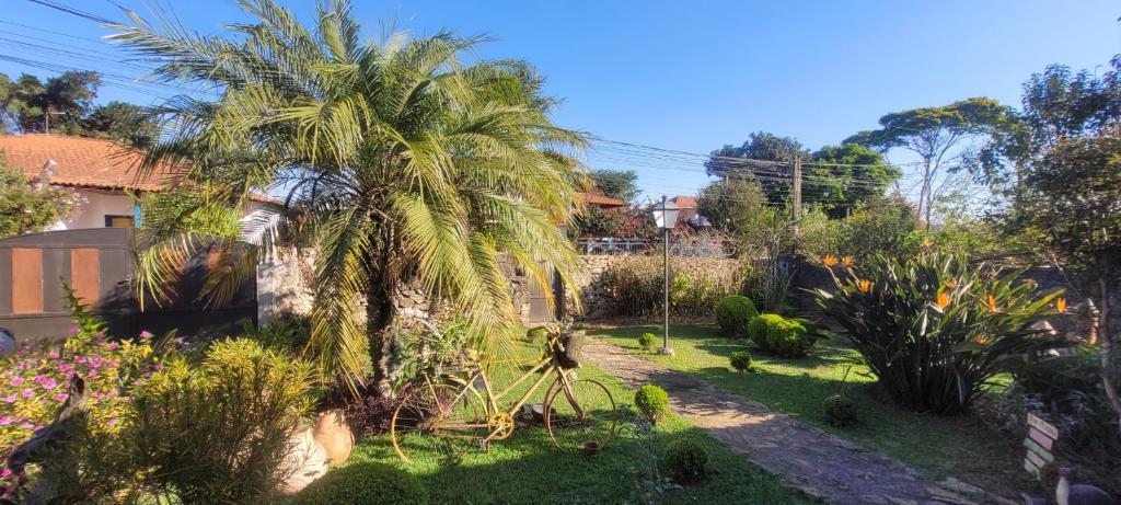 eine Palme inmitten eines Gartens in der Unterkunft Suítes da Rua Belica in Tiradentes