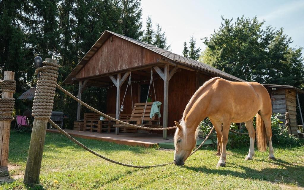 a horse grazing in the grass in front of a cabin at Domki Na Ranczo in Gniezno