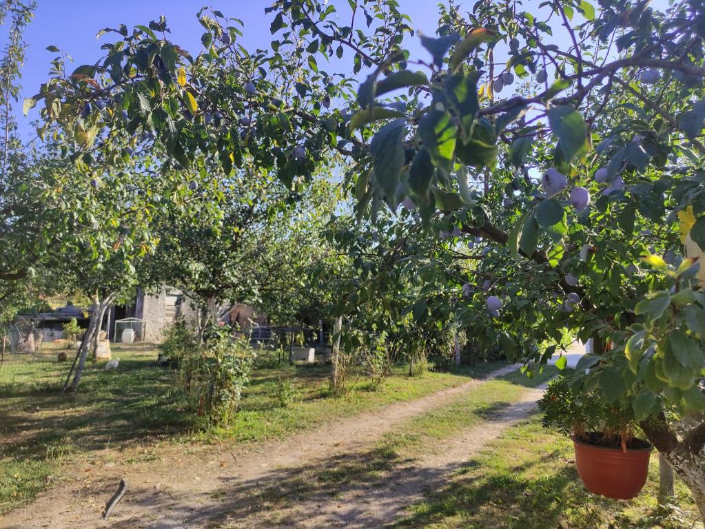 Green Valley GV - 11