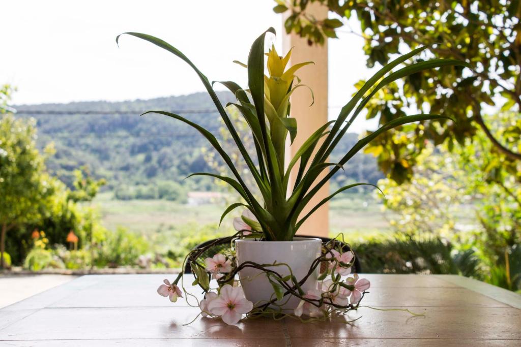 een plant in een pot op een tafel met bloemen bij Apartment Gulić in Rab