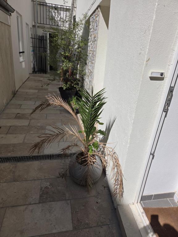 a plant in a pot next to a wall at Cosy logement Hyper Centre-ville in Quimper