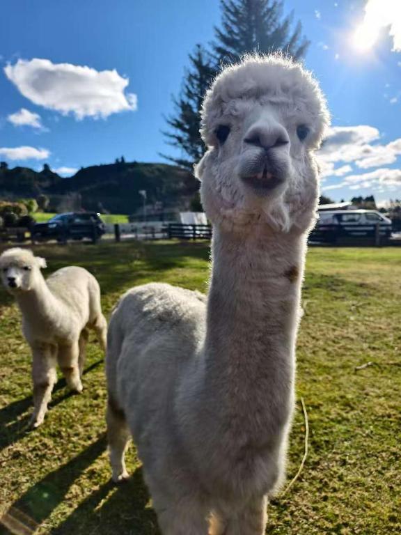 Hideaway of Rotorua - Resim 28