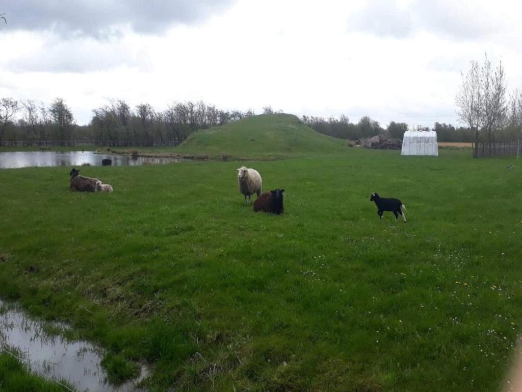 Άλλα ζώα σε αυτή η παραθεριστική κατοικία ή στη γύρω περιοχή