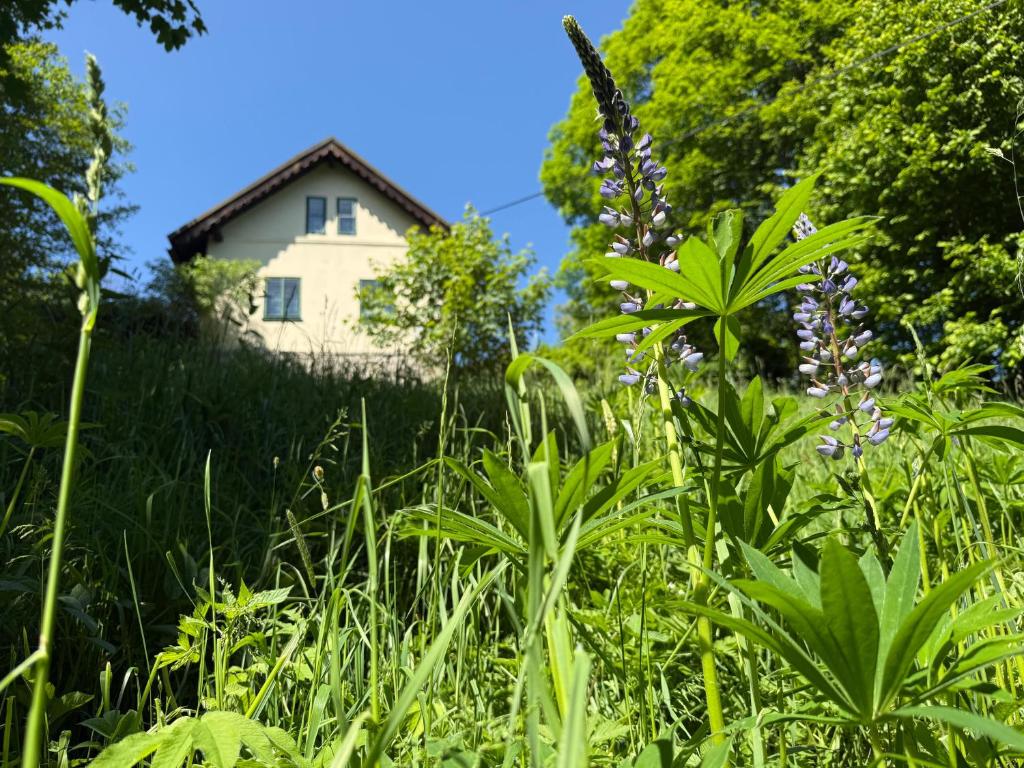 StříbrniceにあるStříbrná chaloupka Na Vyhlídceの家屋を背景にした植物畑