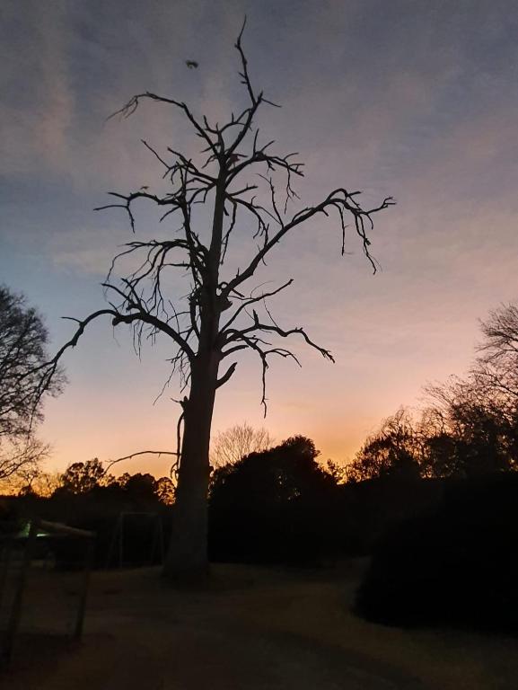 a silhouette of a tree with the sunset in the background at Acorns and Quackers Self Catering in Underberg