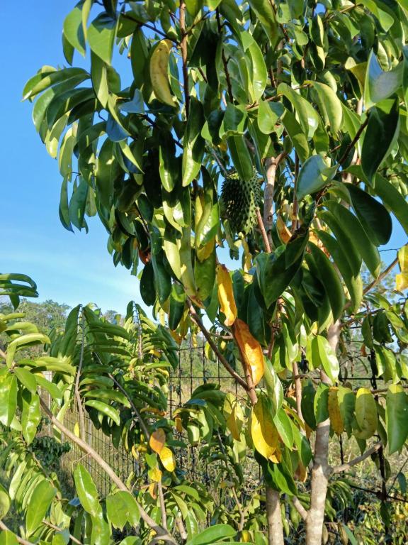 a bunch of bananas hanging from a tree at Magnifique Carbet in Roura