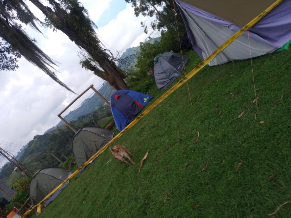 a group of tents sitting on a grass field at Zona de Camping Hostal Las Hamacas in Villamaría